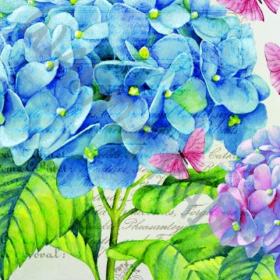 HYDRANGEA SCRIPT