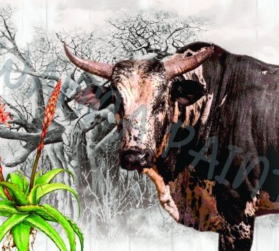 NGUNI BAOBAB