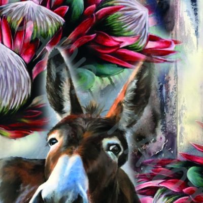 PROTEA DONKEY