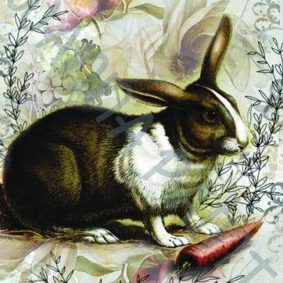 RABBIT