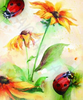 LADYBUG