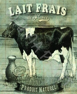 LAIT FRAIS COWS